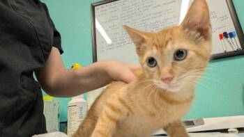Rescue Domestic Short Hair Cats for Adoption in Magnolia, Texas - Cheddar | PetCurious