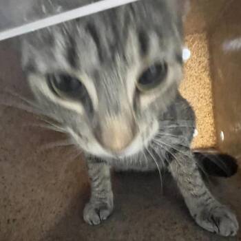 Sylvie -  Domestic Short Hair Cat for Adoption in Philadelphia, Pennsylvania - Sylvie | PetCurious