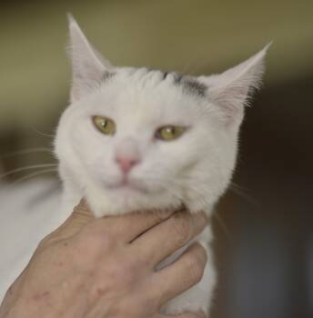 Rescue Domestic Short Hair Cats for Adoption in Mount Pleasant, Pennsylvania - Lucky | PetCurious
