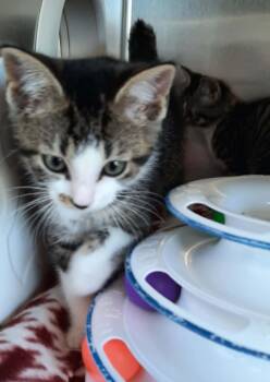 Domestic Short Hair Cats Available for Adoption in Georgetown, Ohio - Wren | PetCurious