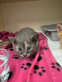 Soprano -  Domestic Short Hair Cat for Adoption in Bloomington, Indiana - Soprano | PetCurious