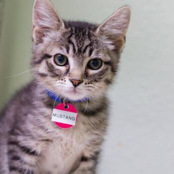 Mustang -  Domestic Short Hair Cat Available for Adoption in Hot Springs, Arkansas - Mustang | PetCurious