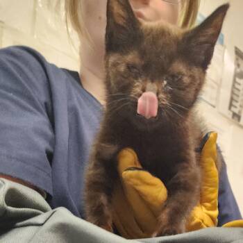 Coca -  Domestic Medium Hair Cat for Adoption in Charleston, West Virginia - Coca | PetCurious