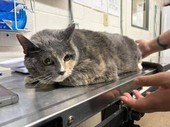 Phantom -  Domestic Short Hair Cat for Adoption in Fruit Heights, Utah - Phantom | PetCurious