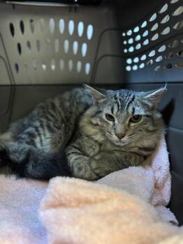 Rescue Domestic Medium Hair Cats for Adoption in Ben Avon, Pennsylvania - JECKLE | PetCurious