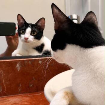 Bloom -  Domestic Short Hair Cat for Adoption in Fort Lauderdale, Florida - Bloom | PetCurious