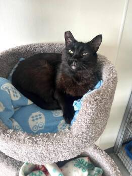 Biggie -  Domestic Short Hair Cat for Adoption in Brookings, Oregon - Biggie | PetCurious