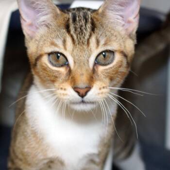 Tito -  Domestic Short Hair Cat for Adoption in West Palm Beach, Florida - Tito | PetCurious