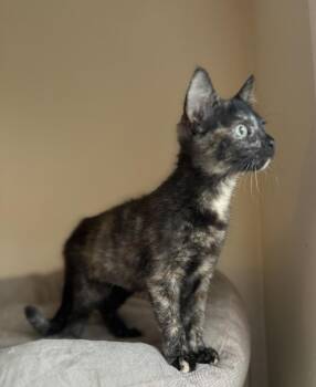 Skye -  Domestic Short Hair Cat for Adoption in Chicago, Illinois - Skye | PetCurious
