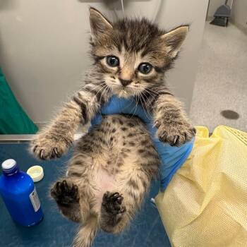 Wax -  Domestic Short Hair Cat for Adoption in Oak Park, Illinois - Wax | PetCurious