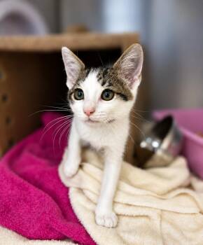 Barry Z -  Domestic Short Hair Cat for Adoption in Fresno, California - Barry Z | PetCurious