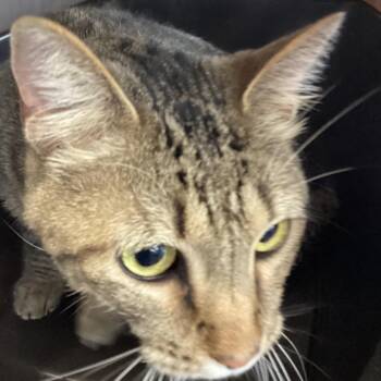 Domestic Short Hair Cats Available for Adoption in Montgomery, Alabama - Buddy | PetCurious