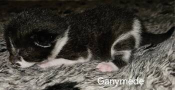 Ganymede -  Domestic Short Hair Cat for Adoption in Parkville, Maryland - Ganymede | PetCurious