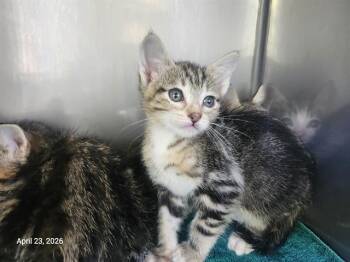 CANDY CANE* -  Domestic Short Hair Cat for Adoption in Santa Cruz, California - CANDY CANE* | PetCurious