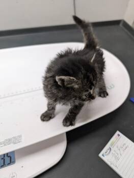 Ruby -  Domestic Short Hair Cat for Adoption in Adrian, Michigan - Ruby | PetCurious
