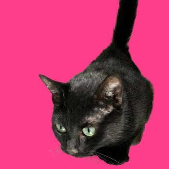 Maybell -  Domestic Short Hair Cat for Adoption in Blue Ridge, Georgia - Maybell | PetCurious