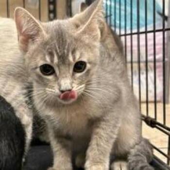 Grumpy -  Domestic Short Hair Cat for Adoption in Lake Jackson, Texas - Grumpy | PetCurious