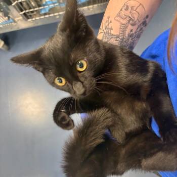 Wild Turkey -  Domestic Short Hair Cat for Adoption in Greensboro, North Carolina - Wild Turkey | PetCurious