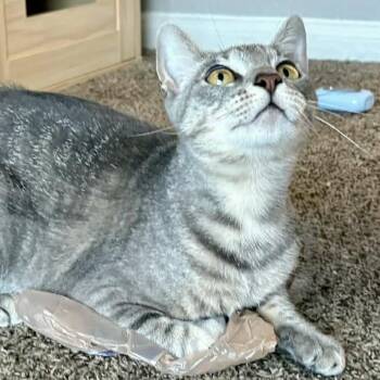 Pearl -  Domestic Short Hair Cat for Adoption in Liverpool, Texas - Pearl | PetCurious