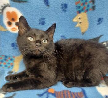 Harriet -  Bombay and Domestic Short Hair Cat for Adoption in New York, New York - Harriet | PetCurious