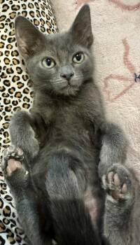 Domestic Short Hair Cats Available for Adoption in Rice Lake, Wisconsin - Billy 2 | PetCurious