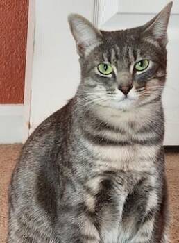 Rescue Tabby and Domestic Short Hair Cats for Adoption in North Highlands, California - (CP) Cherry | PetCurious