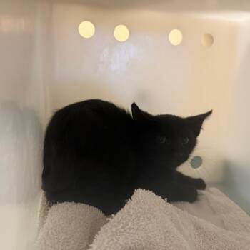 Costco -  Domestic Short Hair Cat for Adoption in Pasadena, California - Costco | PetCurious