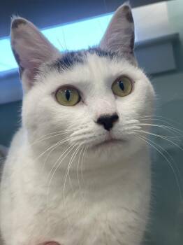 Domestic Short Hair Cats Available for Adoption - Eleanor | PetCurious