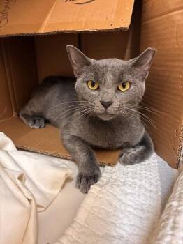 Valkyrie -  Domestic Short Hair Cat for Adoption in Vero Beach, Florida - Valkyrie | PetCurious