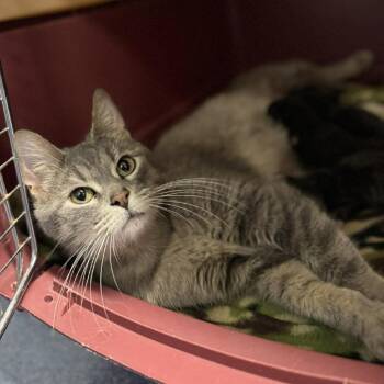 Domestic Short Hair Cats Available for Adoption in Edwardsville, Illinois - Koala | PetCurious