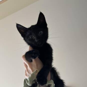 Chain Chomp - Available from Foster -  Domestic Short Hair Cat for Adoption in South Burlington, Vermont - Chain Chomp - Available From Foster | PetCurious