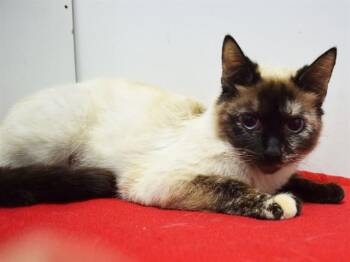 Siamese Cats Available for Adoption in Sacramento, California - DELICATA | PetCurious