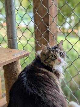 Rescue Domestic Medium Hair Cats for Adoption in Coquitlam, British Columbia - Bella | PetCurious