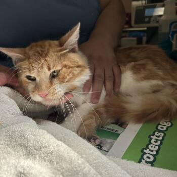 C11 -  Domestic Medium Hair Cat for Adoption in Portland, Texas - C11 | PetCurious