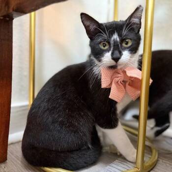 Cupcake Sweet -  Tuxedo and Domestic Short Hair Cat for Adoption in Friendswood, Texas - Cupcake Sweet | PetCurious
