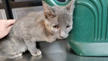 BENNY -  Domestic Short Hair Cat for Adoption in Aurora, Illinois - BENNY | PetCurious