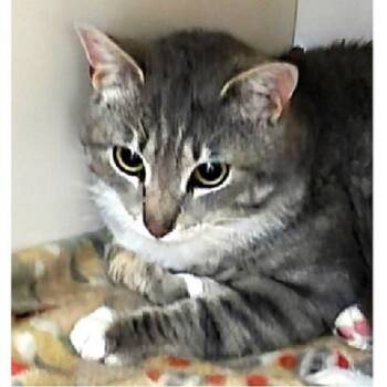 Hermosa -  Tabby Cat for Adoption in Millcreek, Utah - Hermosa | PetCurious