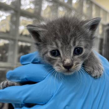 Domestic Short Hair Cats Available for Adoption in West Palm Beach, Florida - Marie | PetCurious