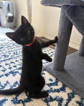 Domestic Short Hair Cats Available for Adoption in Lemoyne, Pennsylvania - Mario | PetCurious
