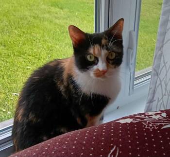 Rescue Domestic Short Hair Cats for Adoption in Boucherville, Quebec - Zezette | PetCurious