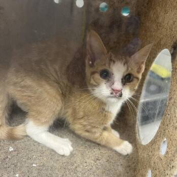 Delilah -  Domestic Short Hair Cat for Adoption in Harrisonburg, Virginia - Delilah | PetCurious