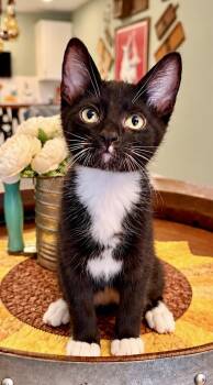 Rain -  Tuxedo Cat for Adoption in Maple Valley, Washington - Rain | PetCurious