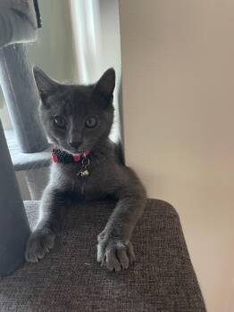 Kira -  American Shorthair Cat for Adoption in Maple Valley, Washington - Kira | PetCurious