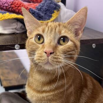 Parrot -  Domestic Short Hair Cat for Adoption in Boston, Massachusetts - Parrot | PetCurious