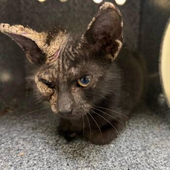Pollix -  Domestic Short Hair Cat for Adoption in Galveston, Texas - Pollix | PetCurious
