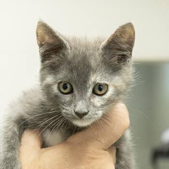 Domestic Short Hair Cats Available for Adoption in Slidell, Louisiana - Nico Robin | PetCurious