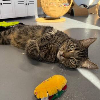 Domestic Short Hair Cats Available for Adoption in Roanoke, Virginia - Todd | PetCurious