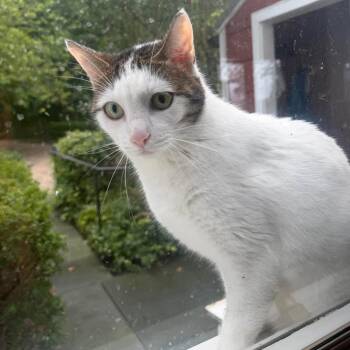 Ryan- Courtesy Post -  Domestic Short Hair Cat for Adoption in Frederick, Maryland - Ryan- Courtesy Post | PetCurious