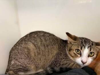 CAPUCINE -  Domestic Short Hair Cat for Adoption in Delson, Quebec - CAPUCINE | PetCurious