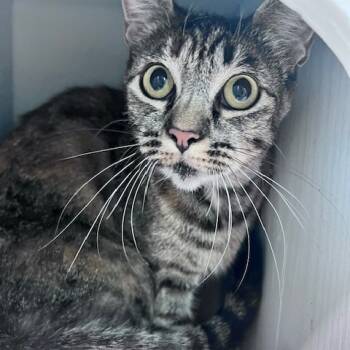 Rescue Domestic Short Hair Cats for Adoption in Long Beach, California - Clementine | PetCurious